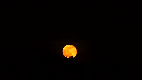 orange full super moon rising. sping pink super moon, silhouetting a distant forest, real time
