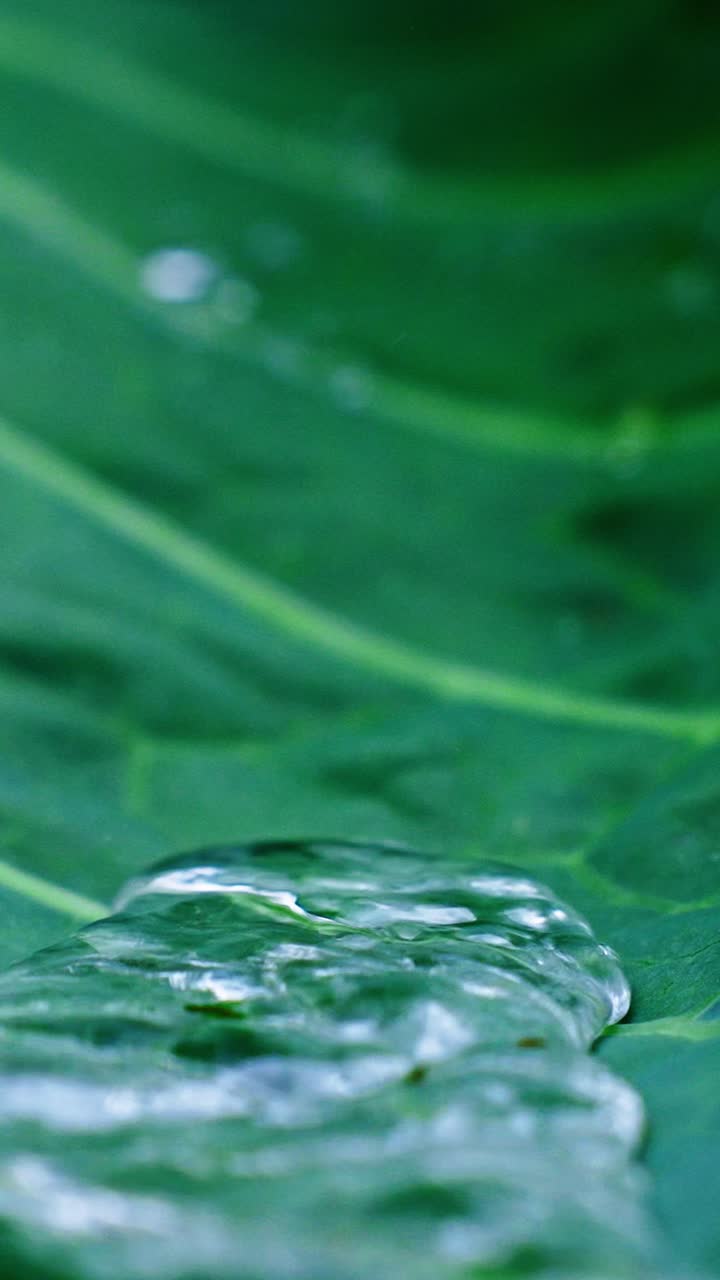 A clear water droplet rests on a lush green leaf with intricate textures, illuminated by gentle morning light. The natural scene highlights the beauty of nature and tranquility