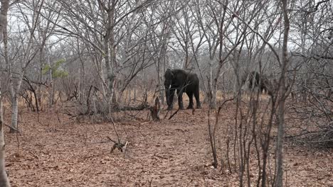 elephants assess local threats as they consider crossing in front of safari vehicles