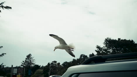 clip de cámara lenta de gaviota sentada en el techo de un todoterreno y luego volando y aterrizando cerca