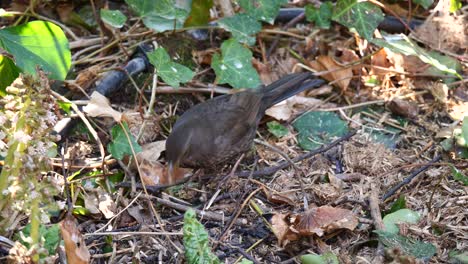 close up shot of black bird searching insect on ground of forest between leaves and plants during summer - pecking worm underground in slow motion