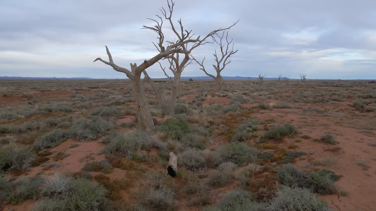 vuelo aéreo entre troncos de árboles desnudos en un lugar desierto, interior