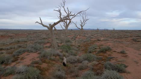 aerial flying between naked tree logs on deserted location, outback