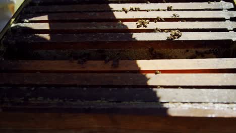 close-up of honey bee frame covered with bees