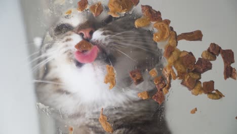 macro footage of a fluffy grey domestic cat devouring wet food up close, without using a bowl. pet lifestyle moment