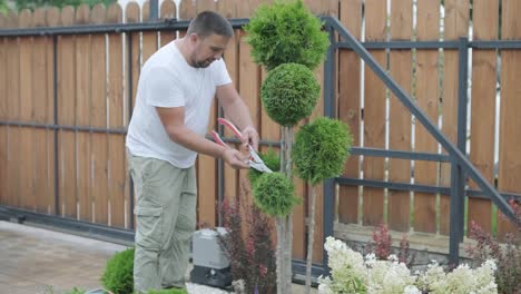 a gardener prunes decorative shrubs with shears in a landscaped yard, focusing on plant shaping and garden aesthetics. wooden fence and green lawn in the background