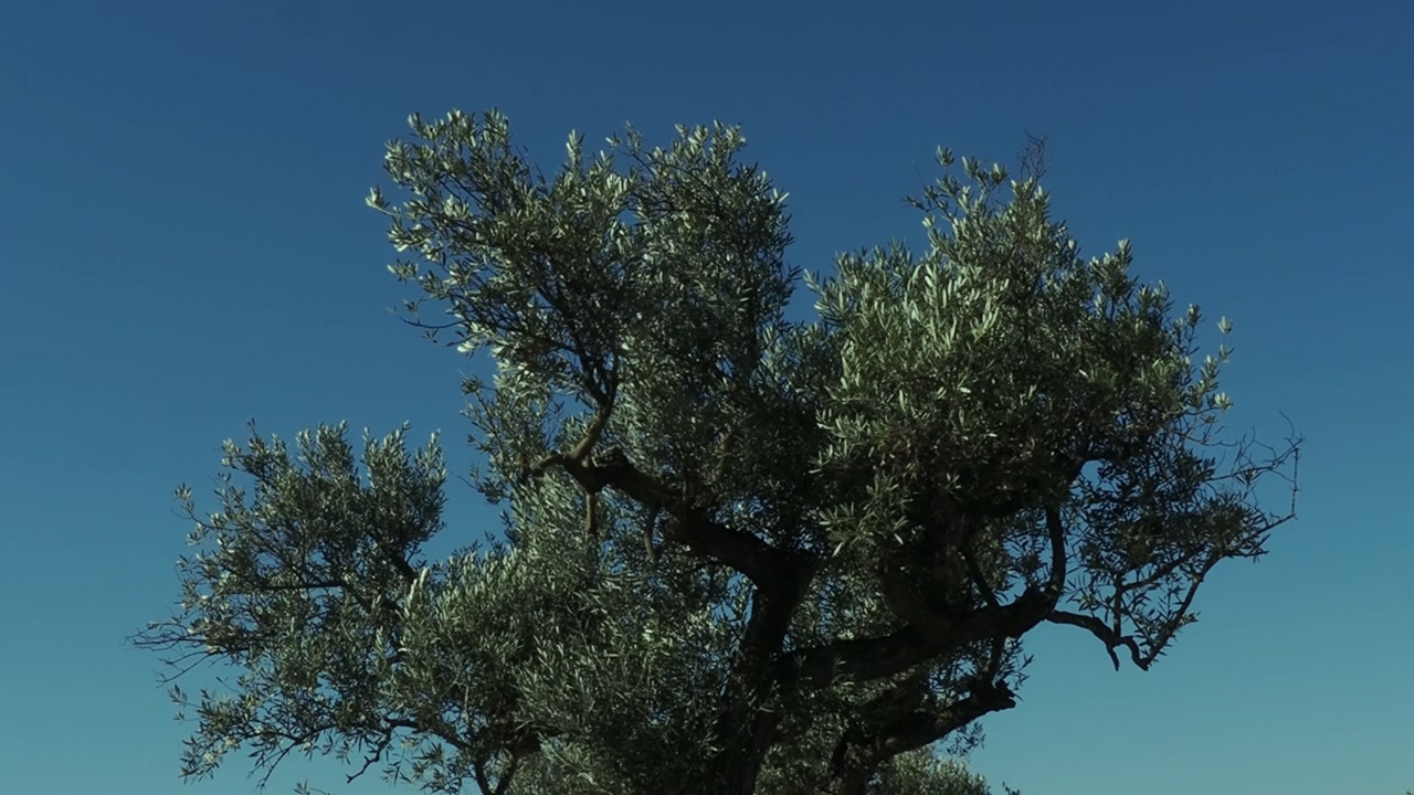 Olive tree blowing on a windy day. in spain