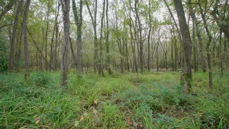 Autumn-forest,-gimbal-walk