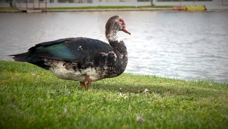 Schöne-Stockente-Trinkt-Wasser-Aus-Einem-Kleinen-Teich,-Während-Sie-Im-Gras-Mit-Einem-Verschwommenen-See-Als-Hintergrund-Steht