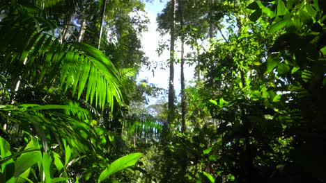 la luz del sol se abre paso hasta el suelo de la jungla