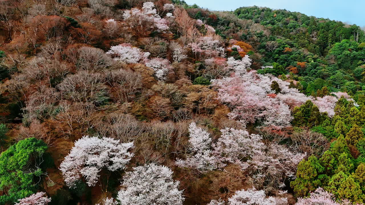 Bare trees, with green and grey foliage in the forest. Drone footage above the thick wood covering the mountain slope in Kyoto, Japan. Aerial view.