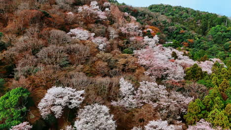 bare trees, with green and grey foliage in the forest. drone footage above the thick wood covering the mountain slope in kyoto, japan. aerial view.