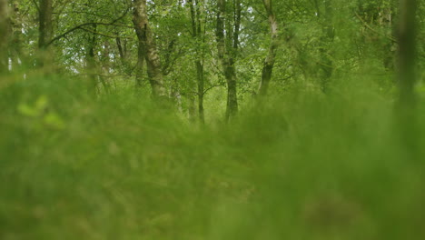 Looking-through-grass-into-the-forest,-very-calm-and-dreamy-shot