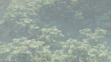 Fog-covered-jungle-rainforest-landscape