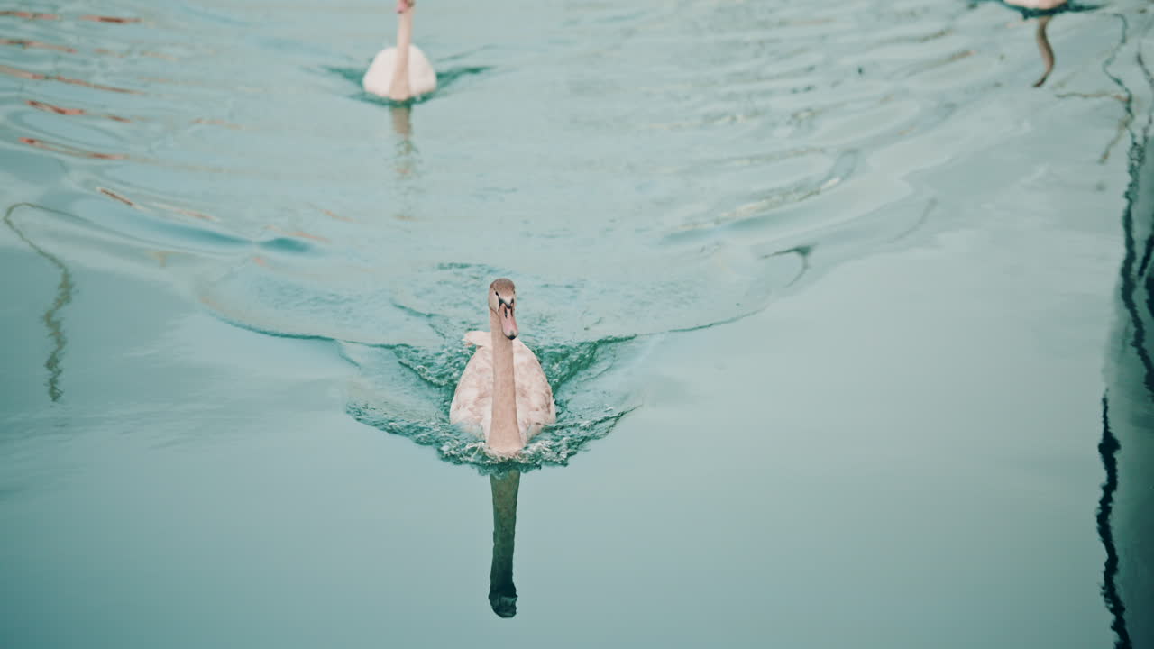 Detailed shot of swans swimming gracefully, creating ripples on smooth blue water