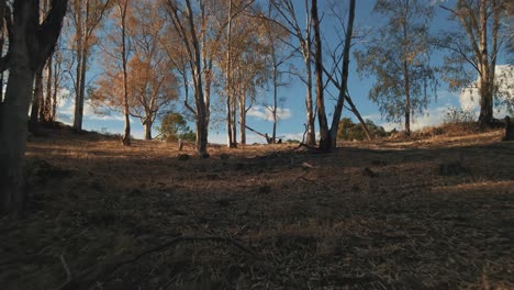 Forward-slow-movement-between-forest-trees-to-reveal-mountains