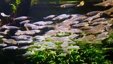 large number of catfish, the type species of the genus kryptopterus in an aquarium