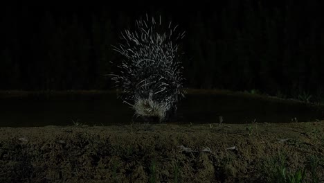 indian crested porcupine is drinking at night from a natural spring