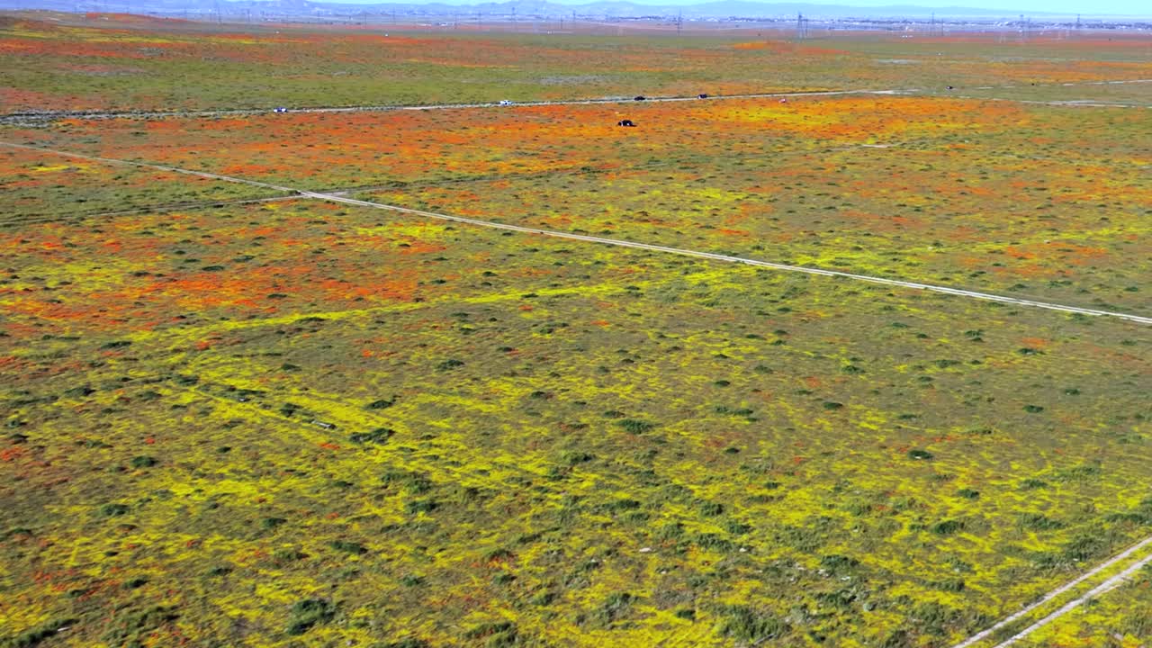 Wild poppies fill the landscape after a wet spring in Antelope Valley - aerial flyover