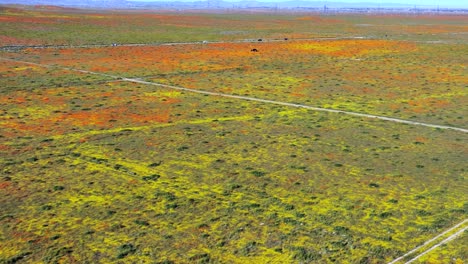 Amapolas-Silvestres-Llenan-El-Paisaje-Después-De-Una-Primavera-Húmeda-En-El-Valle-Del-Antílope---Sobrevuelo-Aéreo