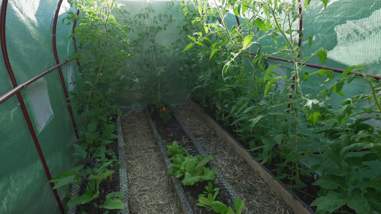 Growing Tomatoes and Lettuce in a Greenhouse