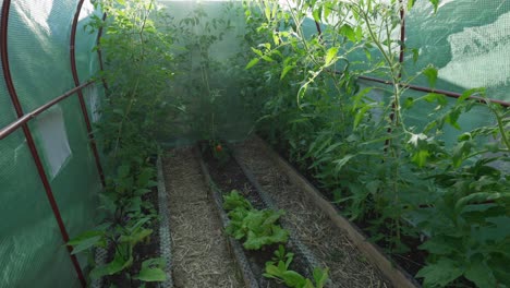 growing tomatoes and lettuce in a greenhouse