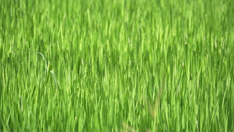 green blades of rice leaves planted in a paddy field in the outskirts of bangkok, thailand