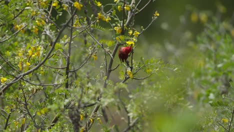 un vibrante pájaro apapane rojo se encuentra en una rama entre la vegetación exuberante y las flores amarillas