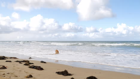 perro golden retriever jugando en el agua en una playa, cámara lenta