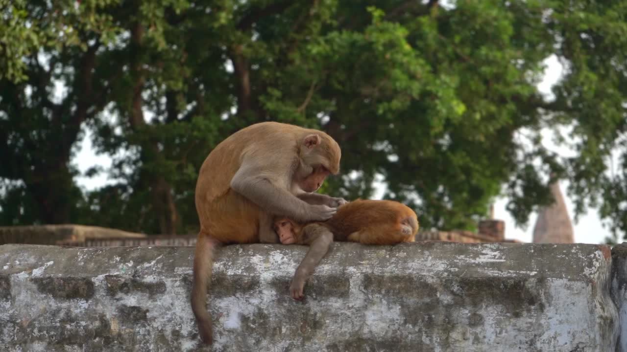 인도 아그라에 있는 그녀의 아기에게 이가 보이는 콘크리트 벽 위에 앉아 있는 갈색 원숭이