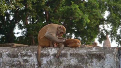 Mono-Marrón-Sentado-Encima-De-Un-Muro-De-Hormigón-Mirando-Piojos-En-Su-Bebé-En-Agra,-India