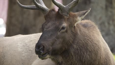 Elk-bull-chewing-the-cud-in-Mammoth,-Yellowstone-National-Park,-USA