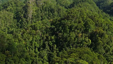 Wunderschöne-Dichte-Dschungelberge-Auf-Den-Philippinen