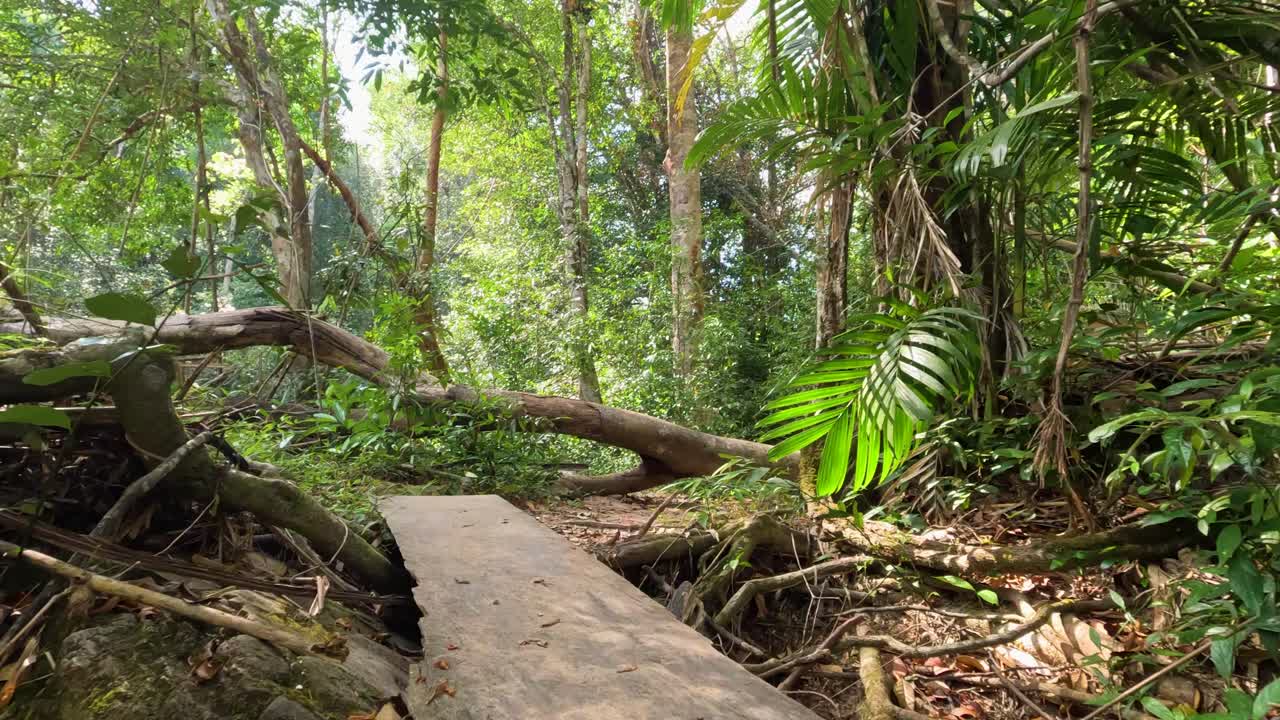 열대 우림 풍경