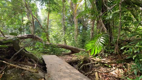 paisaje de selva tropical