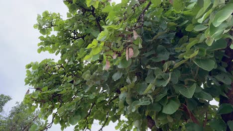 closeup of camera circling around the palash tree camera circling a palash tree would provide a dynamic, close-up view of the tree's distinctive features