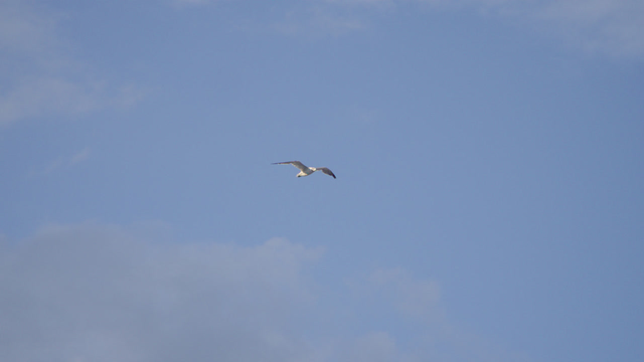 Shot on a summer day against a blue sky