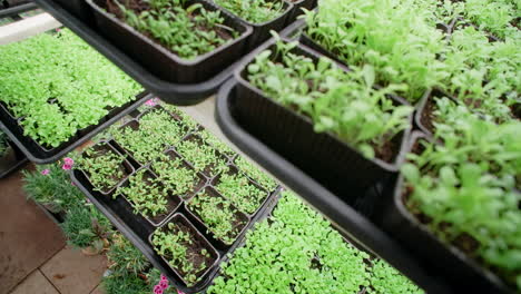 seedlings in trays