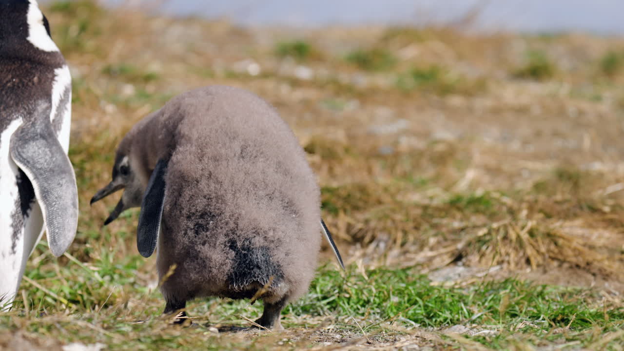 Unga magellanpingviner på Isla Magdalena i Patagonien, Chile, Sydamerika. Statisk bild.