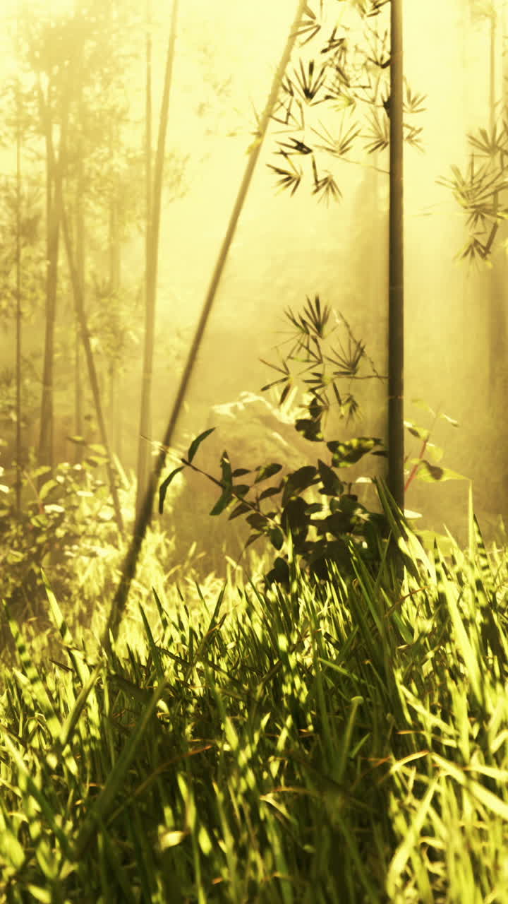 bosque de bambú iluminado por el sol