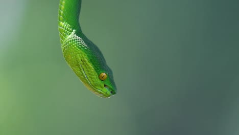 La-Víbora-De-Labios-Blancos-Es-Una-Víbora-Venenosa-Endémica-Del-Sudeste-Asiático-Y-A-Menudo-Se-Encuentra-Durante-La-Noche-Esperando-En-Una-Rama-O-Rama-De-Un-árbol-Cerca-De-Un-Cuerpo-De-Agua-Con-Muchos-Alimentos