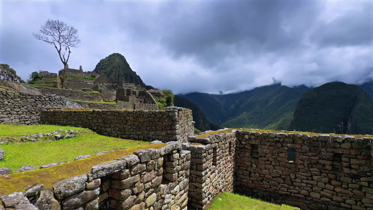 Drzewo Shihuahuaco Machu Picchu słoneczne błękitne niebo chmury poranek Peru Perú widok z drona góra Huayna Picchu pora deszczowa bujna zieleń peruwiańskie Andy Świątynia Inków Sanktuarium dżungla kamienna praca taras statyczny