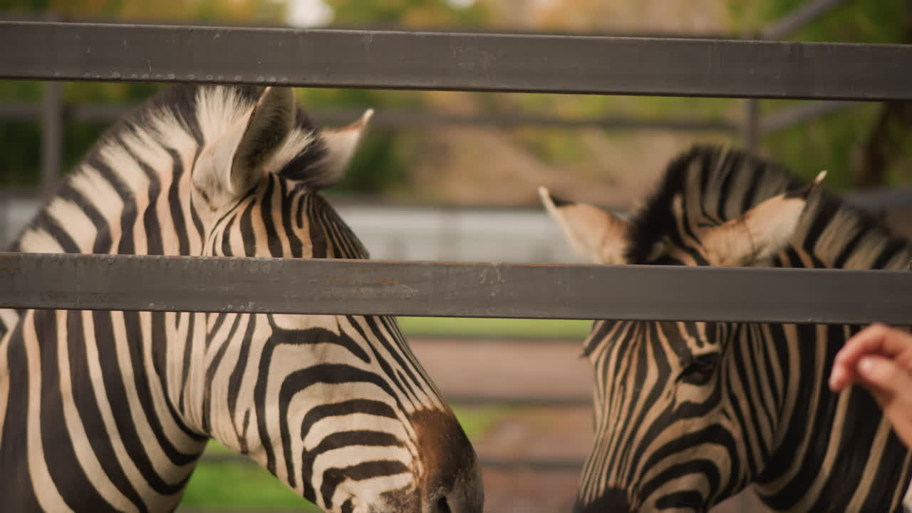 Zebra che cerca di raggiungere la mano di un visitatore, interazione giocosa durante l'alimentazione alla recinzione, braccio teso che offre una sorpresa, primo piano del muso e delle strisce, curiosità gentile, luce solare calda, sfondo bokeh delicato