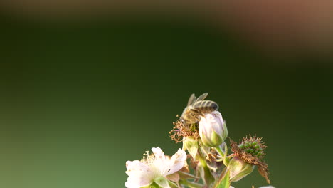 la abeja de la miel polinizando la recolección de polen arrastrándose en las flores de la mora flores - macro