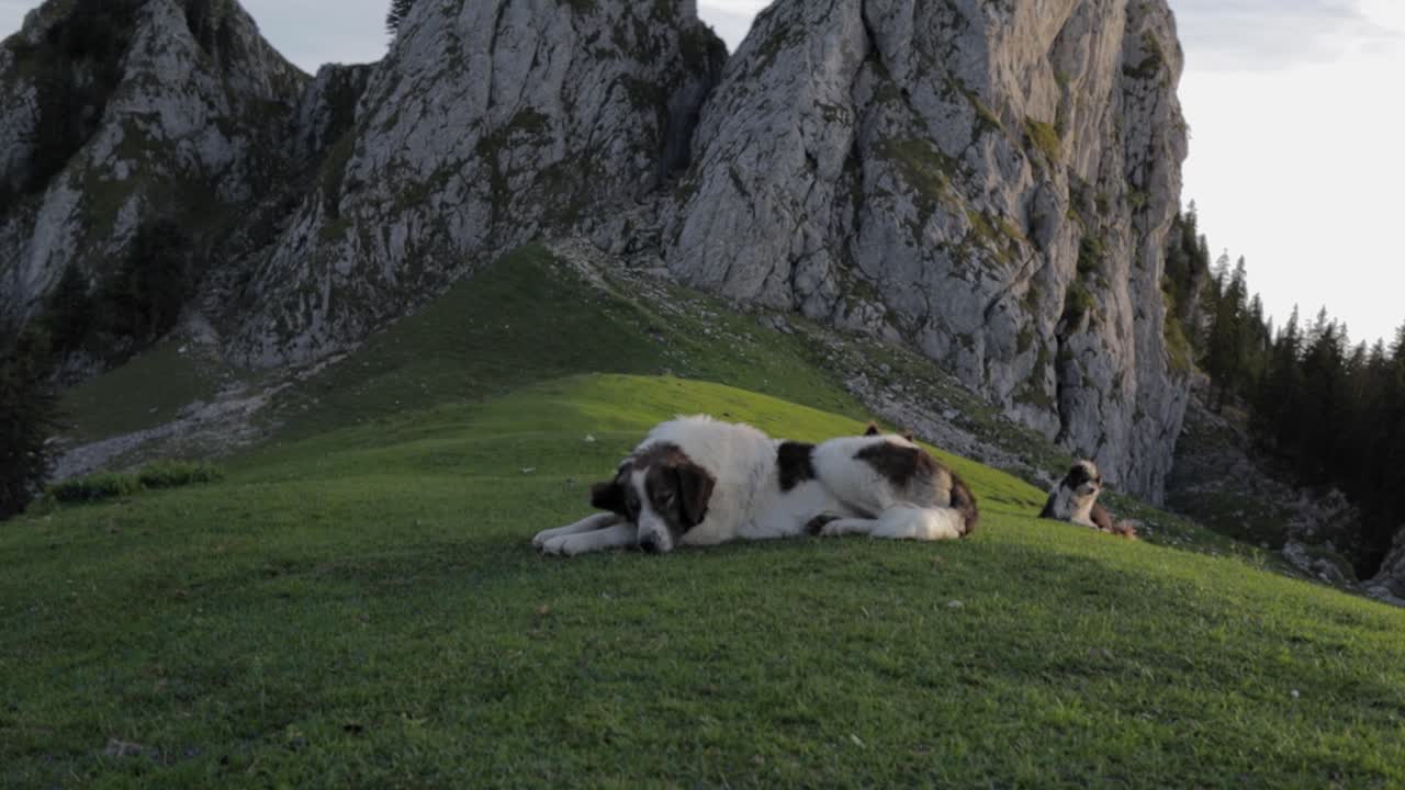 movimiento de cámara inclinada hacia abajo que muestra perros pastores sentados en un prado con acantilados de montaña en el fondo en las montañas de buila vanturarita cárpatos