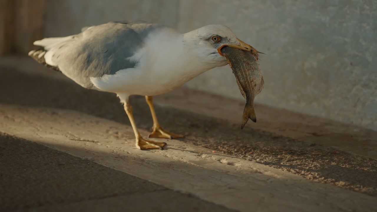 Seagull Eating Fish on Steps