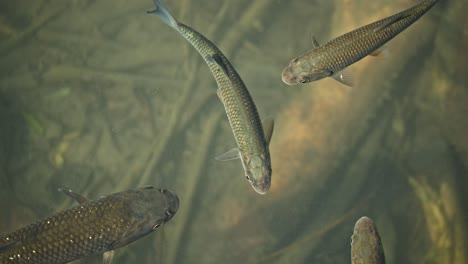 a group of fish, almost stationary, enjoying the late afternoon sun, hugged by clear cold water that allows to see the bottom od the small pond where they live, unaware of the many birds flying over