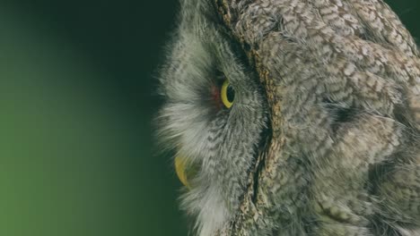 Große-Graue-Eule-(Strix-Nebulosa)-Aus-Nächster-Nähe.