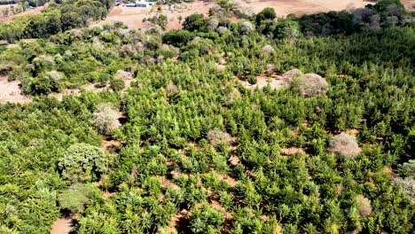 drone view- africa forest- africa bush fire