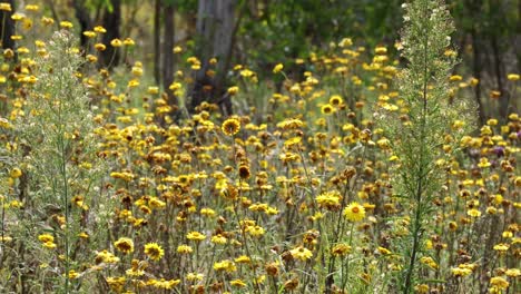 yellow wildflowers dancing in the wind